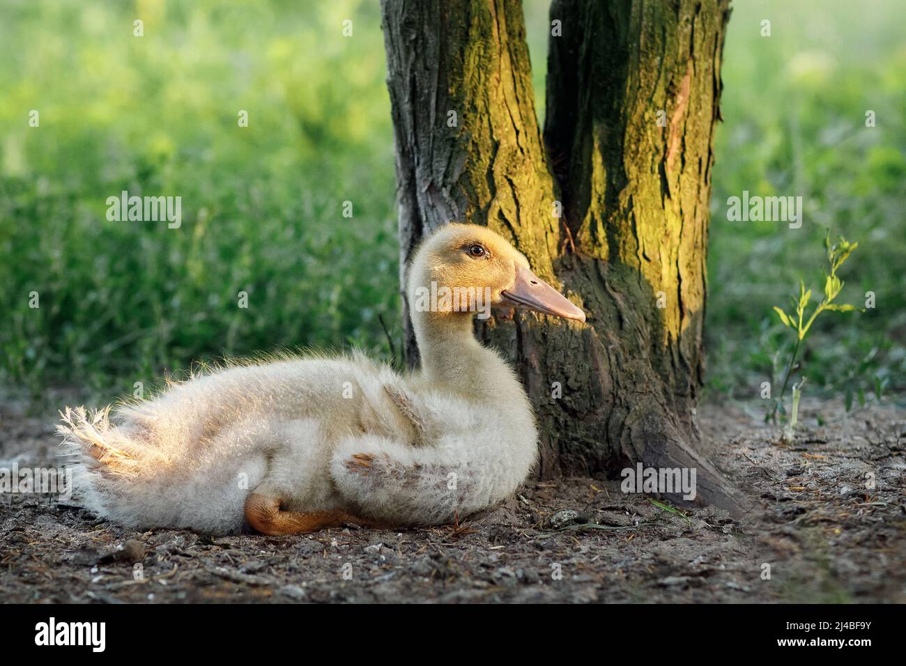 Adorable little baby Muscovy duckling rest under a tree in the shade. Beautiful evening golden sunlight and a blurred green background. Stock Photo
