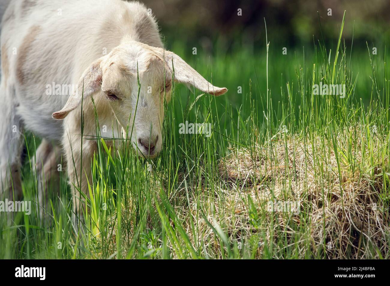 The white goat grazes and feeds on fresh green grass Stock Photo - Alamy