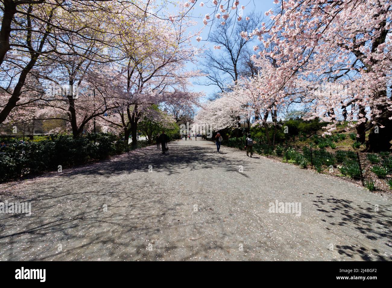 people walking along a path in Central Park, New York with cherry blossoms in full bloom arching over on a Spring day Stock Photo