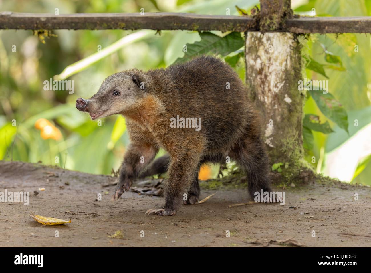 Long nose hog hi-res stock photography and images - Alamy