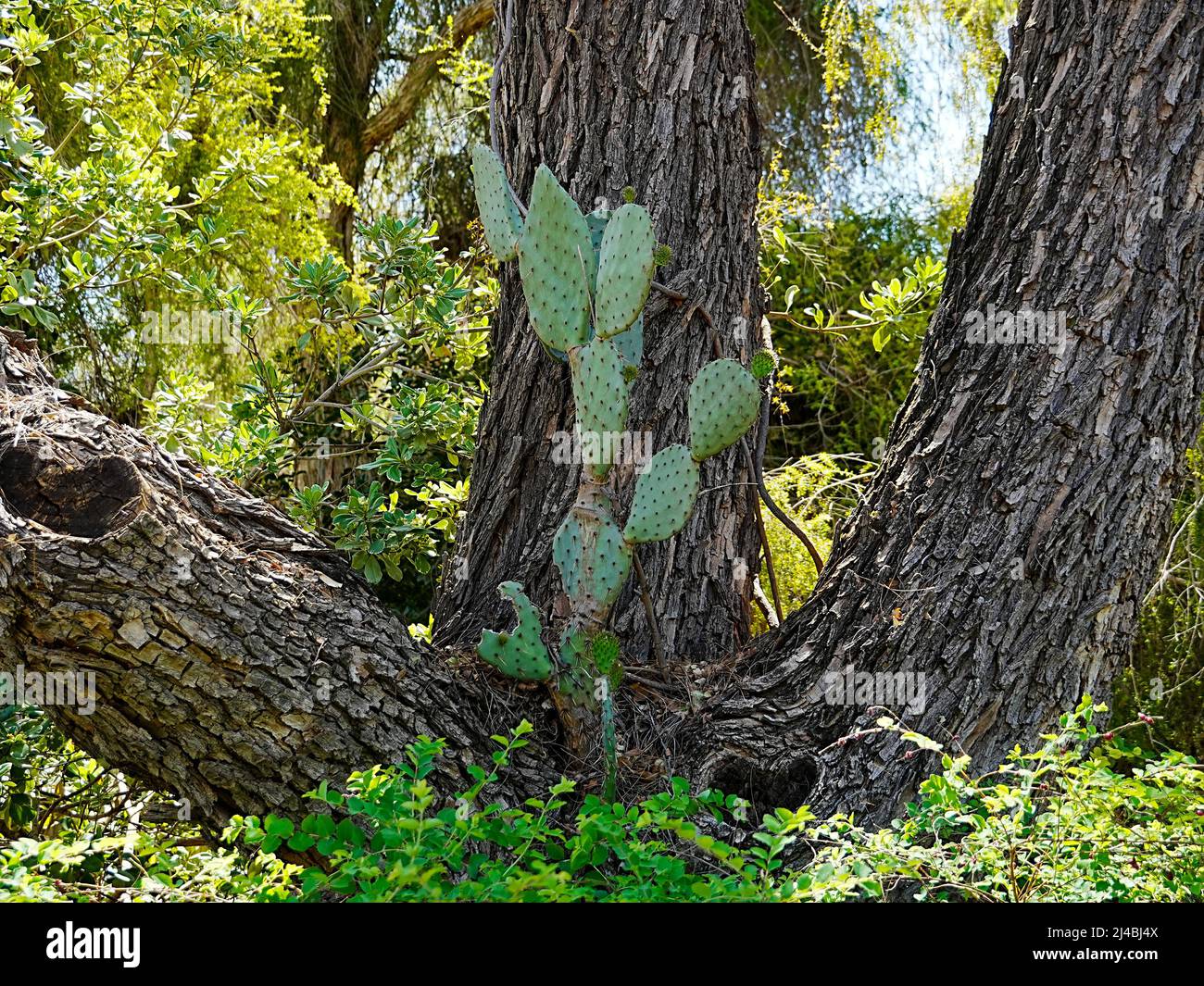 Cactus grow in interesting places in the Sonoran desert Stock Photo Alamy
