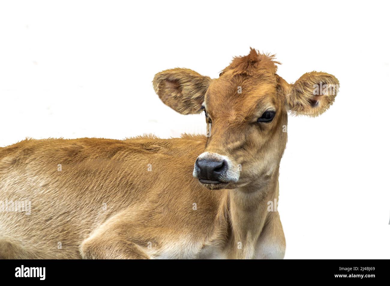 small jersey heifer lying on a white background in Brazil Stock Photo