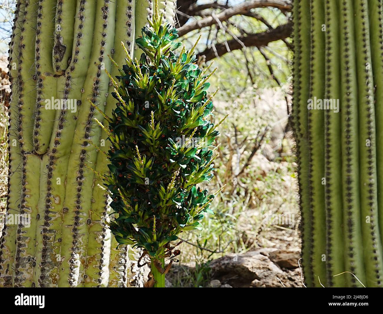 Puya berteroniana is a bromeliad that blooms every 6-8 years on average. Stock Photo