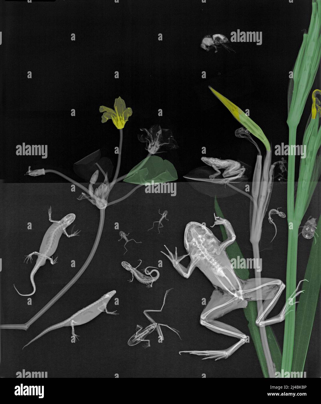 Aquatic animals and plants, Xray Stock Photo Alamy