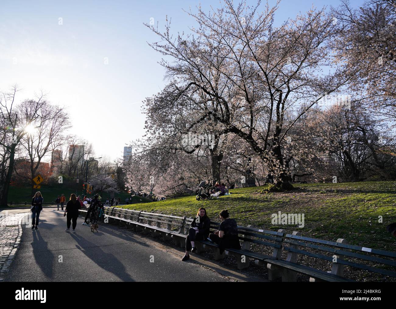 People enjoy a warm evening, cherry blossoms on a spring day in Central ...