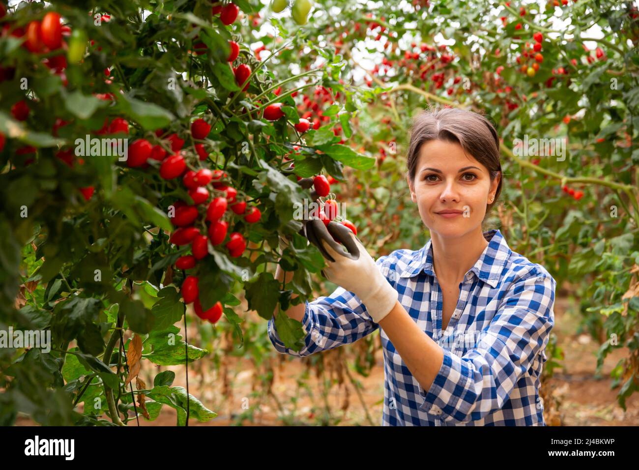 Woman harvesting grape tomatoes in farm glasshouse Stock Photo - Alamy