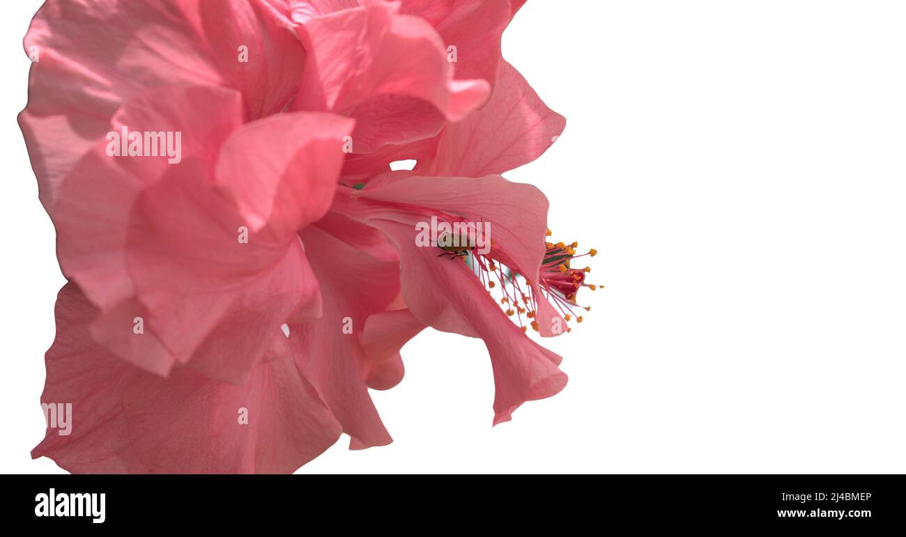 Isolated Hibiscus Rosasinensis Red Color with close up Photo and White Background Bunga Sepatu Merah Stock Photo