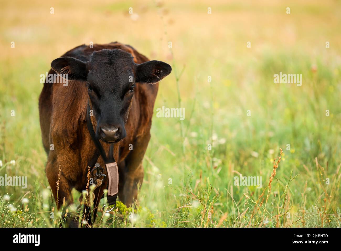 Cute little cow hi-res stock photography and images - Alamy