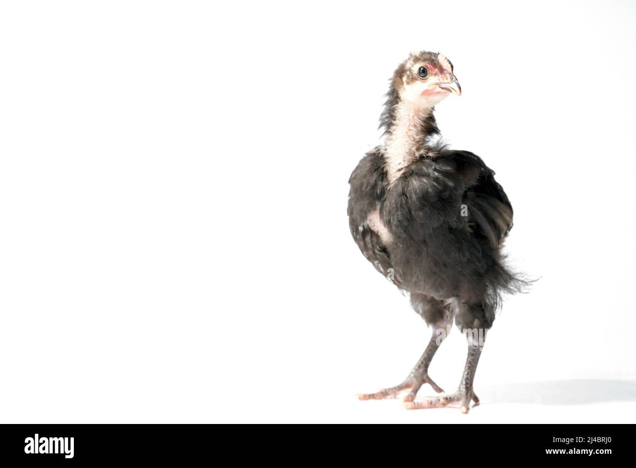 young australorp rooster isolated on white background Stock Photo Alamy
