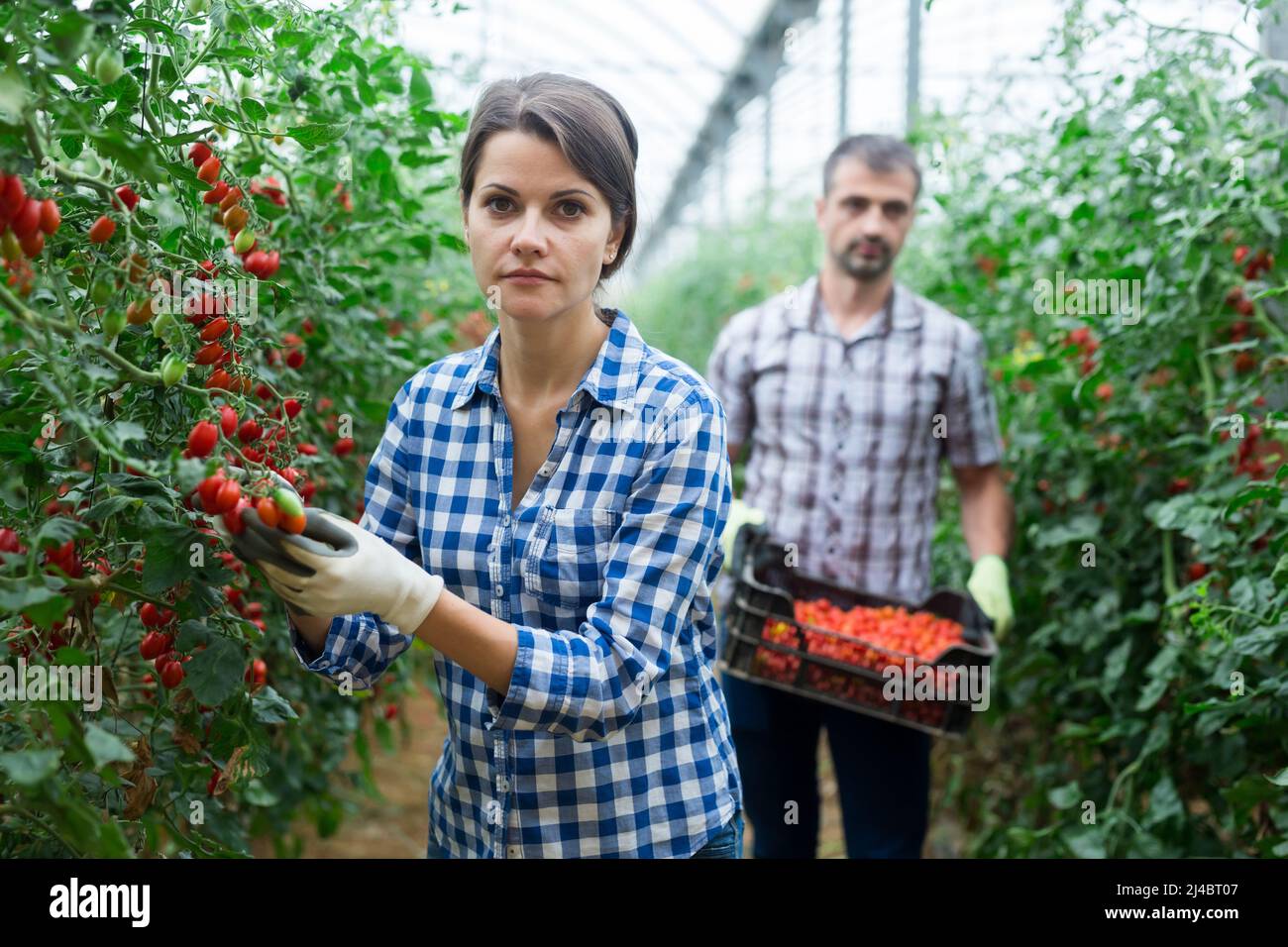 Man helps woman to harvest crop of ripe cherry tomatoes in greenhouse ...