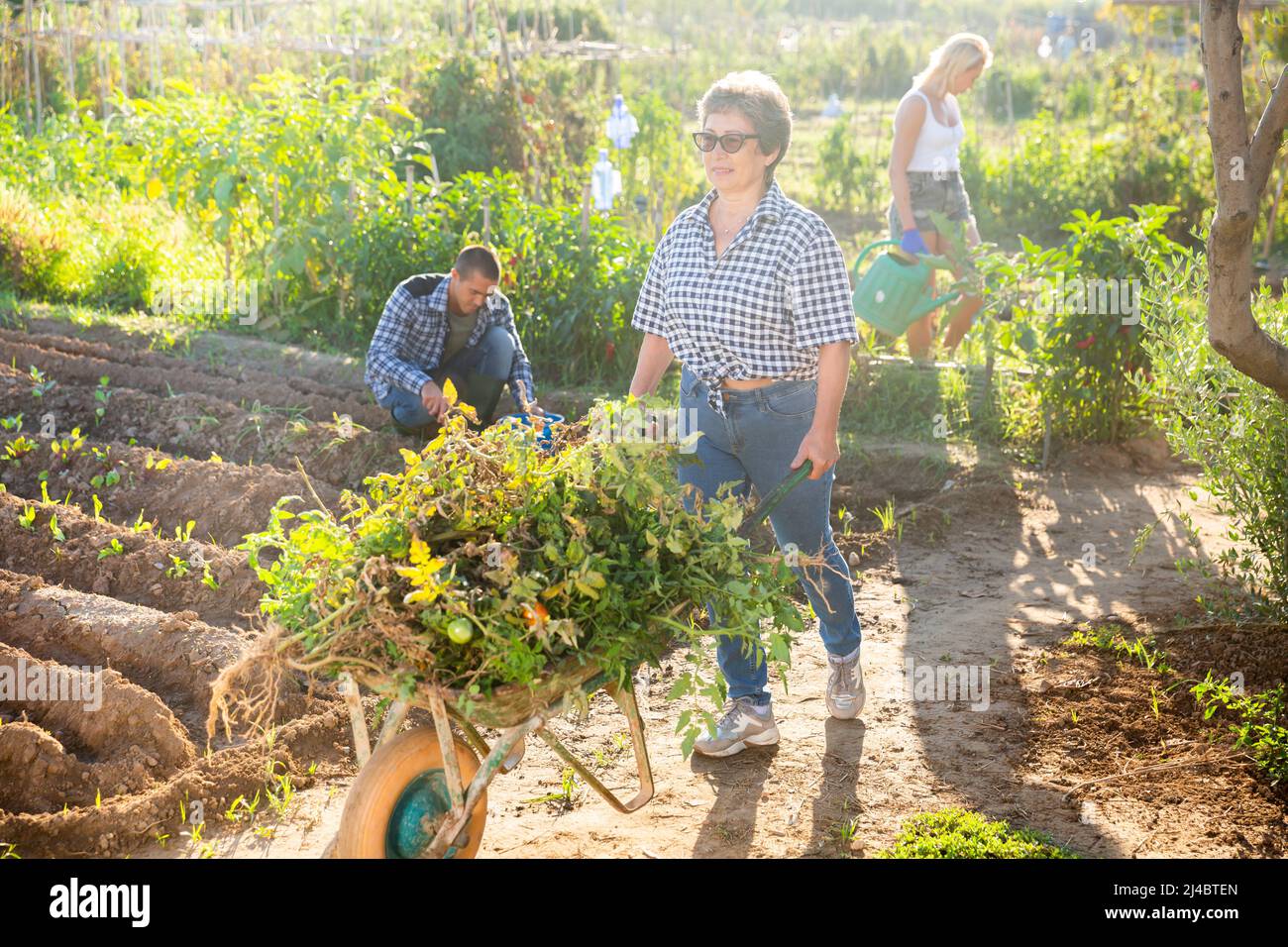 Mature woman gardener pushing wheelbarrow at homestead Stock Photo - Alamy