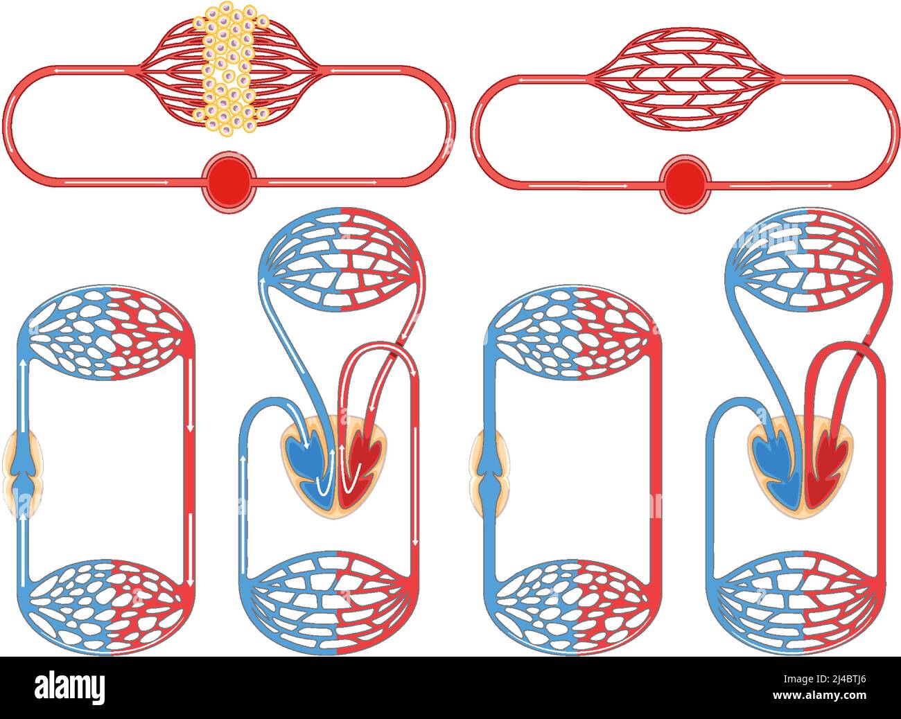 Set of cell division process illustration Stock Vector Image & Art - Alamy
