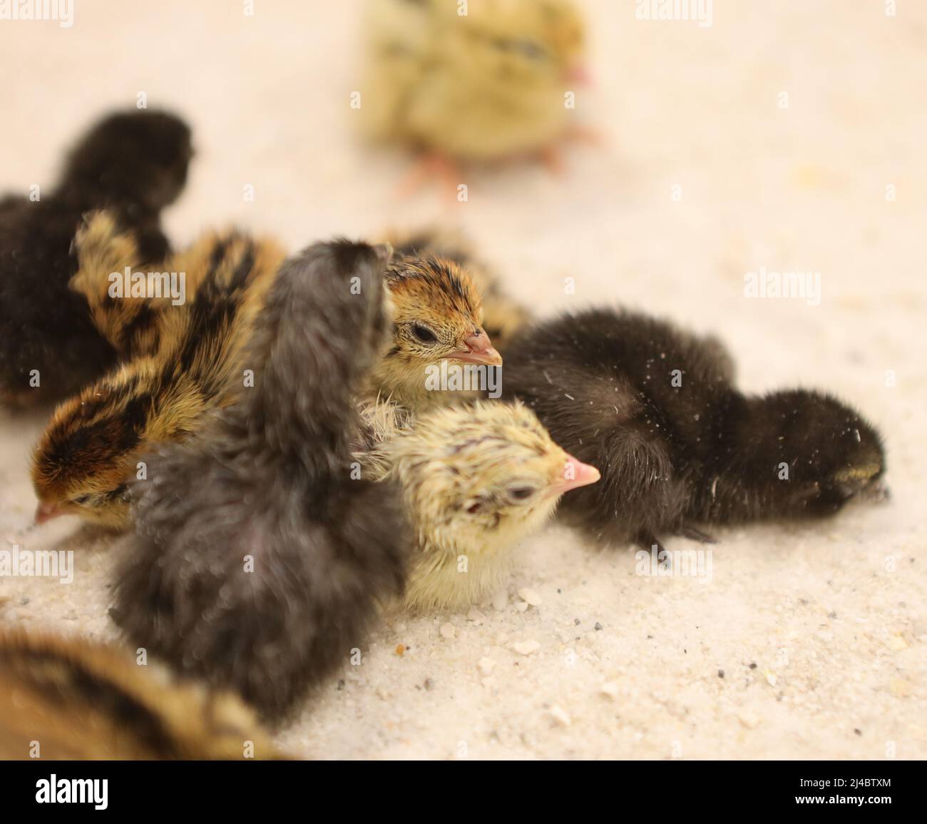 Picture Idea: Halberstadt Germany 11Th Apr 2022 A Quail Chick Sits In