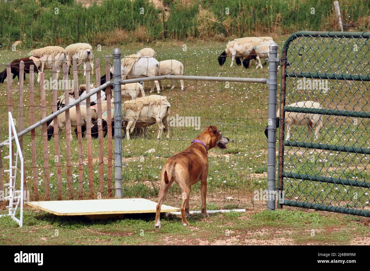 Boxer mix dog looking at sheep from behind fence and wanting to play Stock Photo