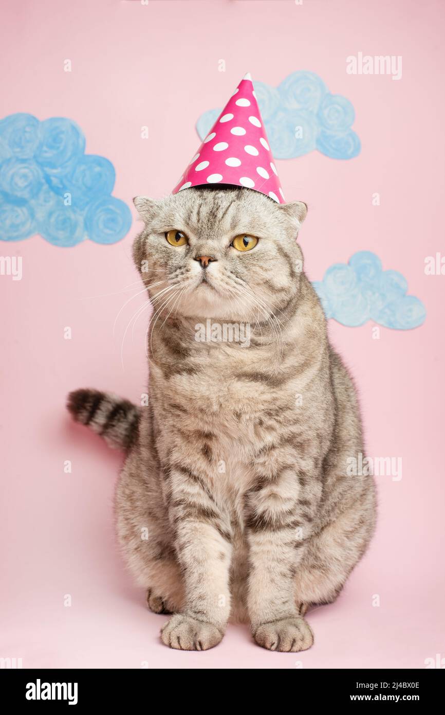 Congratulations on your birthday, a cat in a festive cap with cake.Pink ...