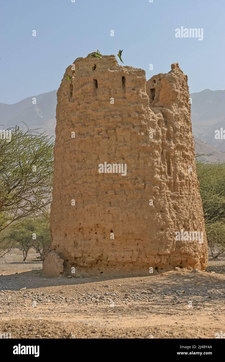 Ring-necked parakeets on an old watchtower at Dhayah in the Emirate of Ras al Khaimah in the United Arab Emirates. Stock Photo