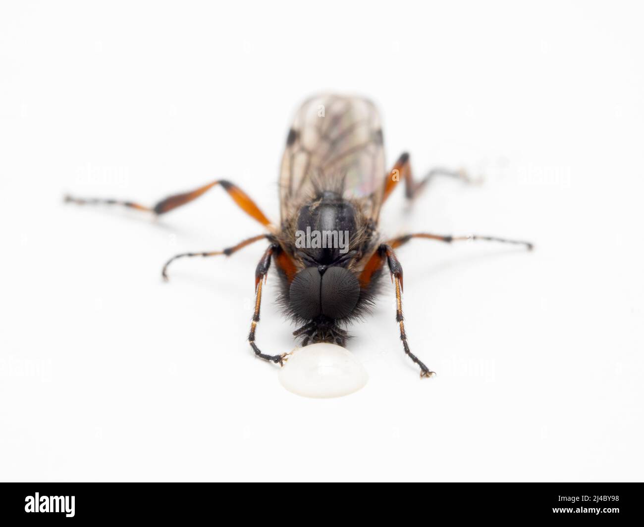 Close-up of a colorful March fly (Bibio vestitus) with huge eyes, drinking from a drop of honey. Isolated Stock Photo