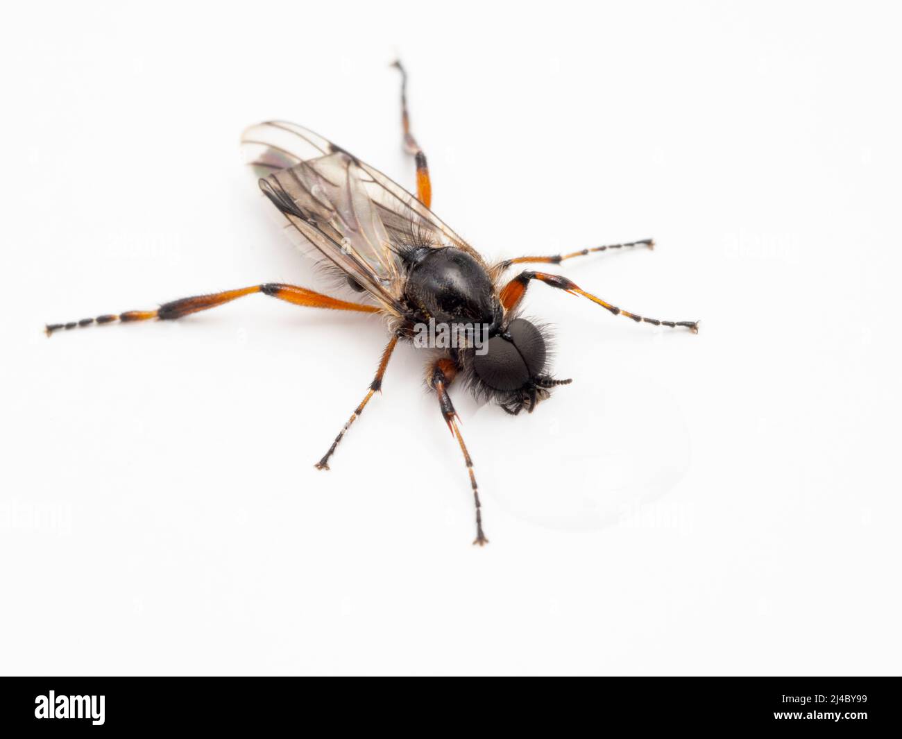 Pretty male March fly (Bibio vestitus) drinking water, from above, isolated Stock Photo
