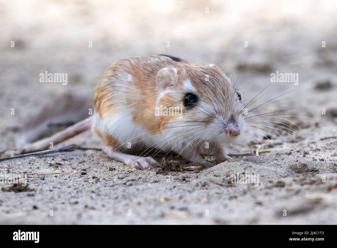 Kangaroo Rat, Mojave Desert Stock Photo