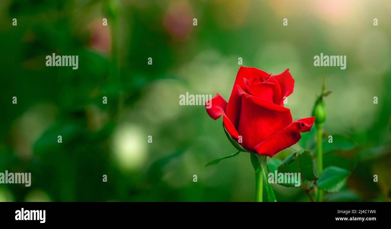 Rose Flower Wallpaper Background