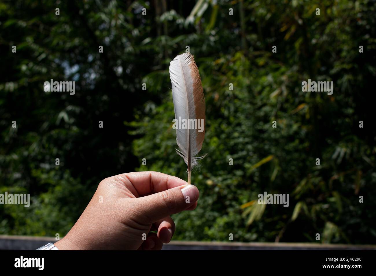 Hand holding feather Stock Photo Alamy