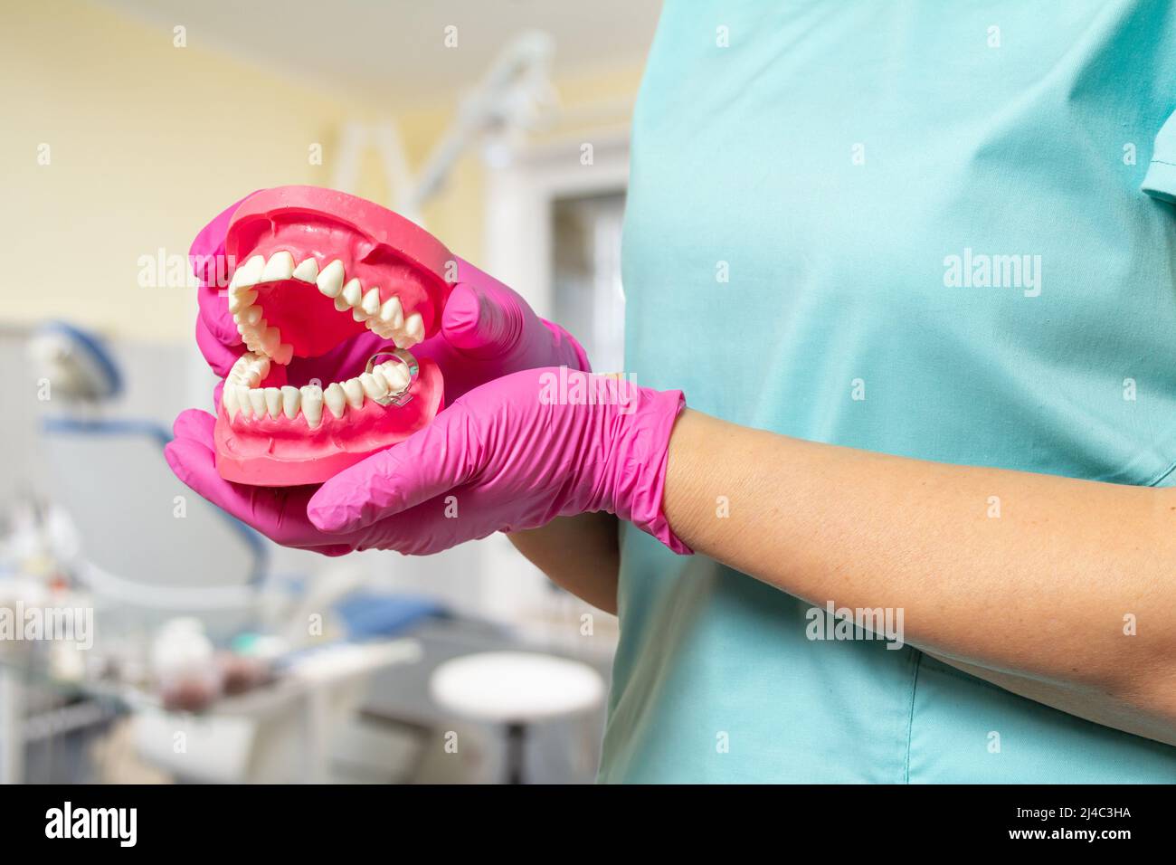 Dentist in latex gloves with a layout of the human jaw Stock Photo - Alamy