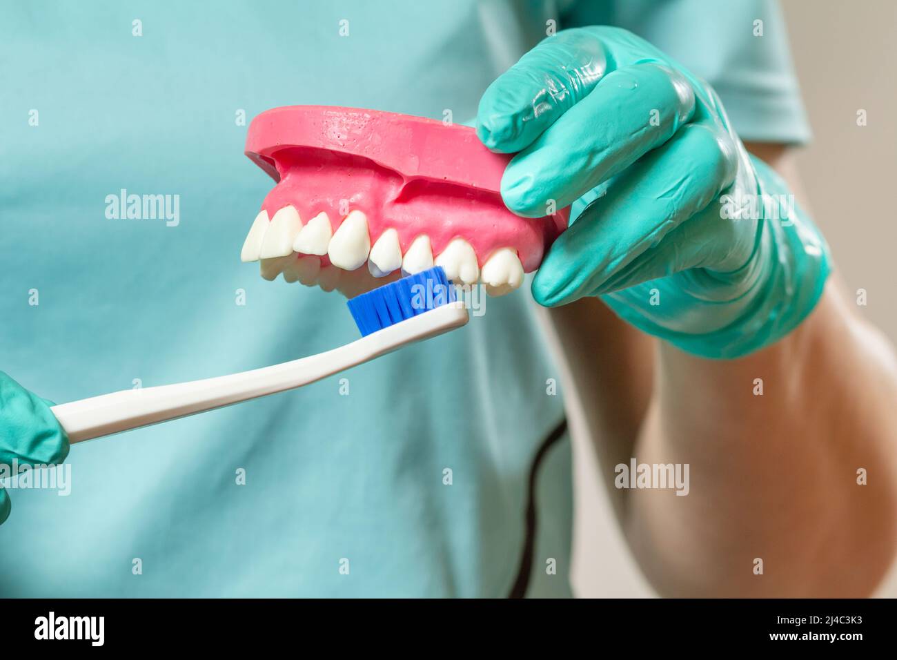 Close-up view of dentist's hands with a human jaw layout and a ...