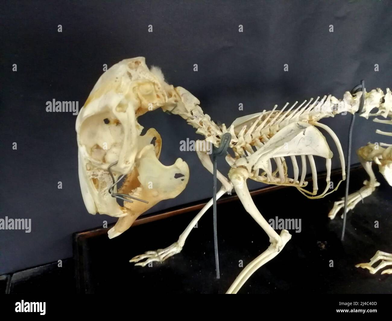 Rabbit Skeleton Stock Photo