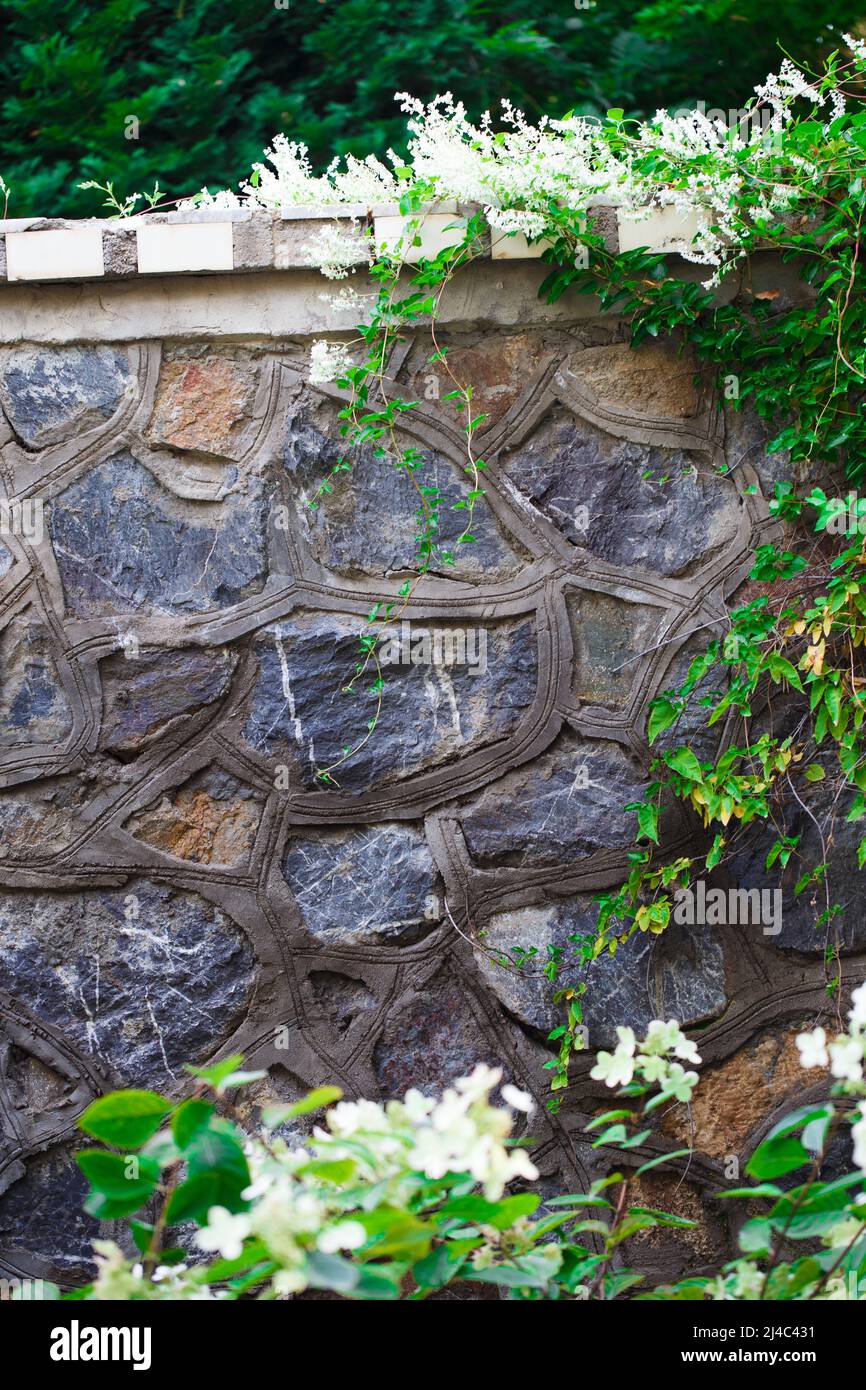 The texture of the stone. Fence made of stones with green leaves and