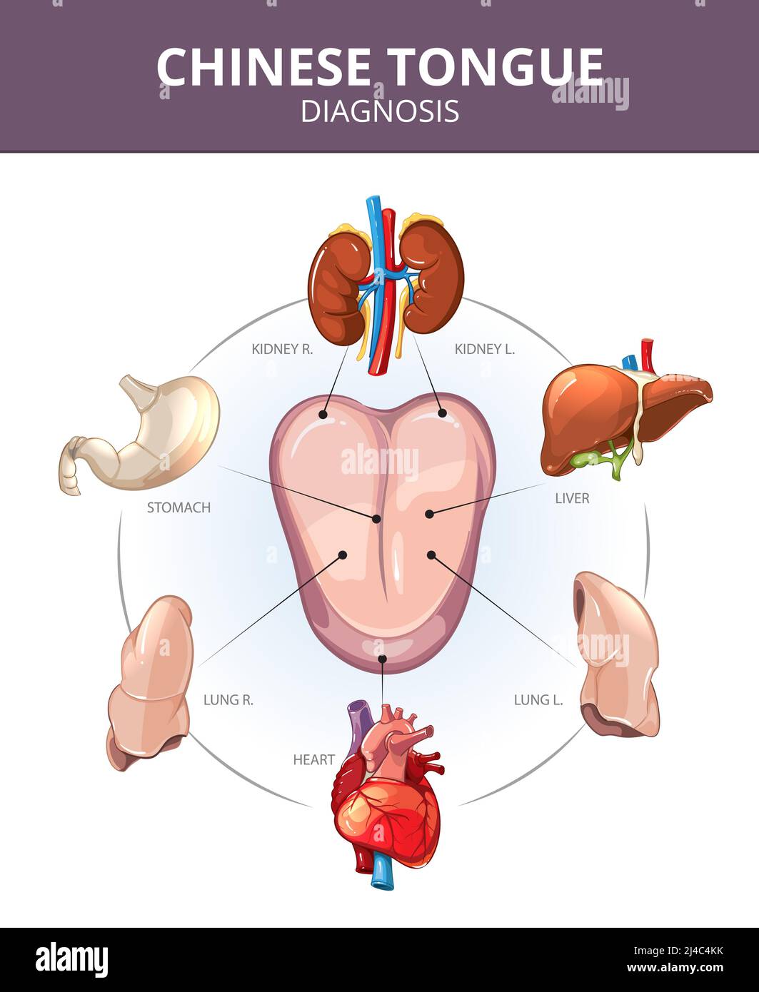 Chinese Tongue Diagnosis. Internal organs projections. Stomach and lung, liver and organ internal, heart and kidney illustration. Medical vector infog Stock Vector