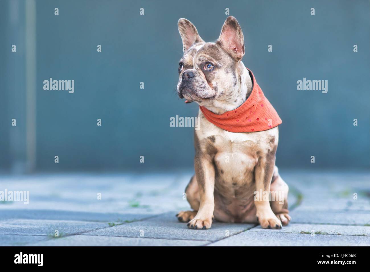 Sitting merle French Bulldog dog wearing red neckerchief Stock Photo