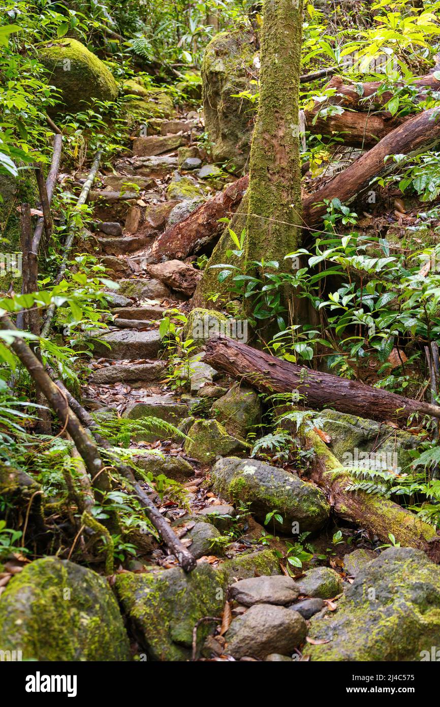 Rainforest jungle of the Masoala National Park in Madagascar, stone stairs in woodland, Africa Madagascar wilderness Stock Photo