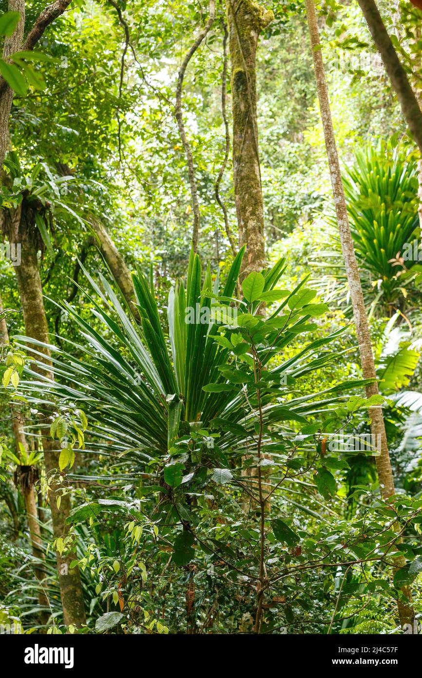 Rainforest jungle of the Masoala National Park in Madagascar, dense green woodland with tropical climate, Africa Madagascar wilderness Stock Photo
