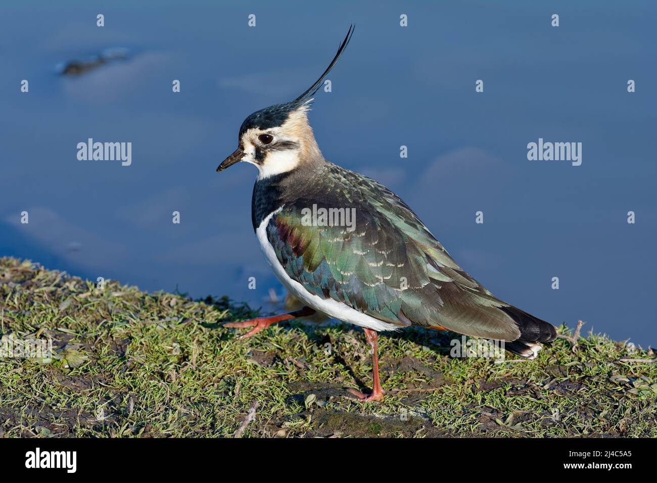Northern Lapwing - Vanellus vanellus walking by water Stock Photo