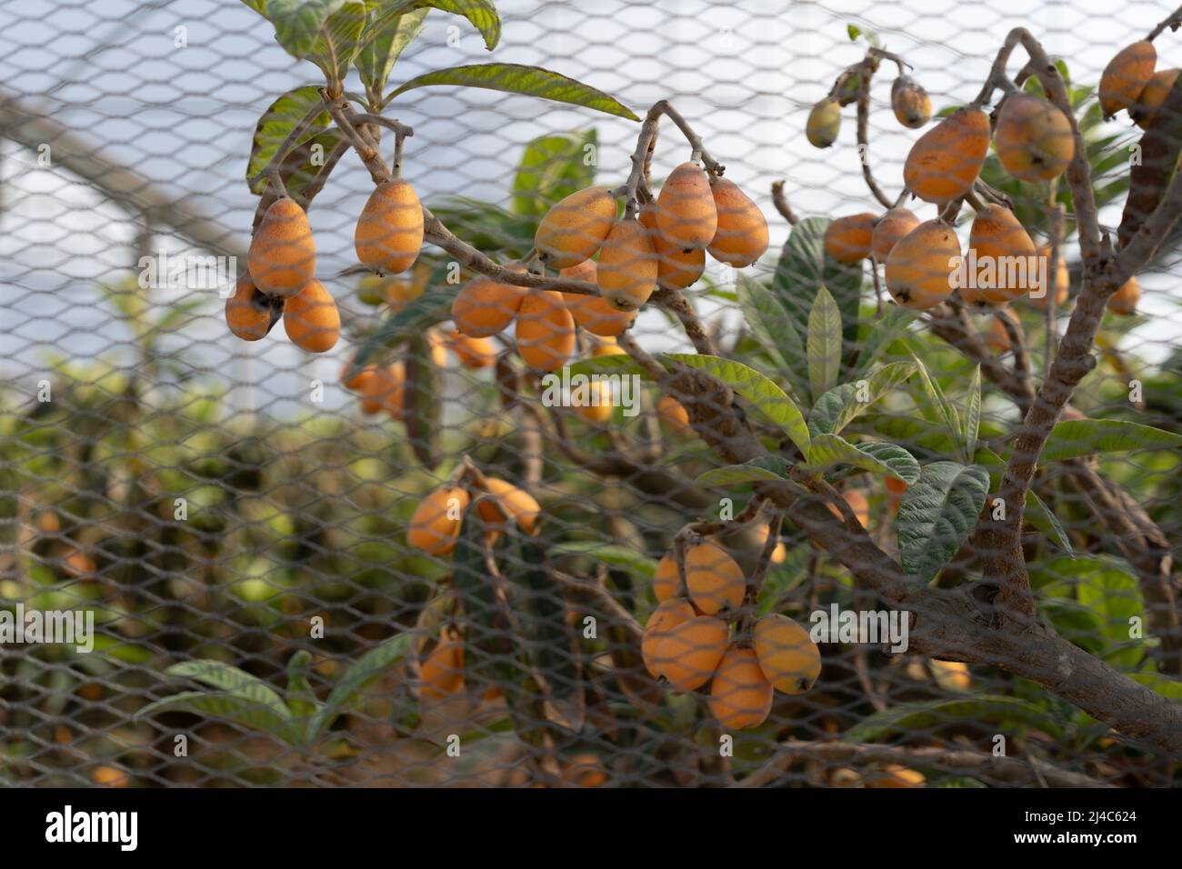 Loquat orchard during the harvest period Stock Photo