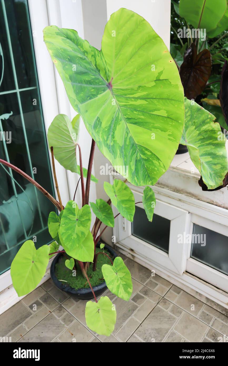 Colocasia esculenta, Lemon Lime Gecko or Colocasia plant at home Stock