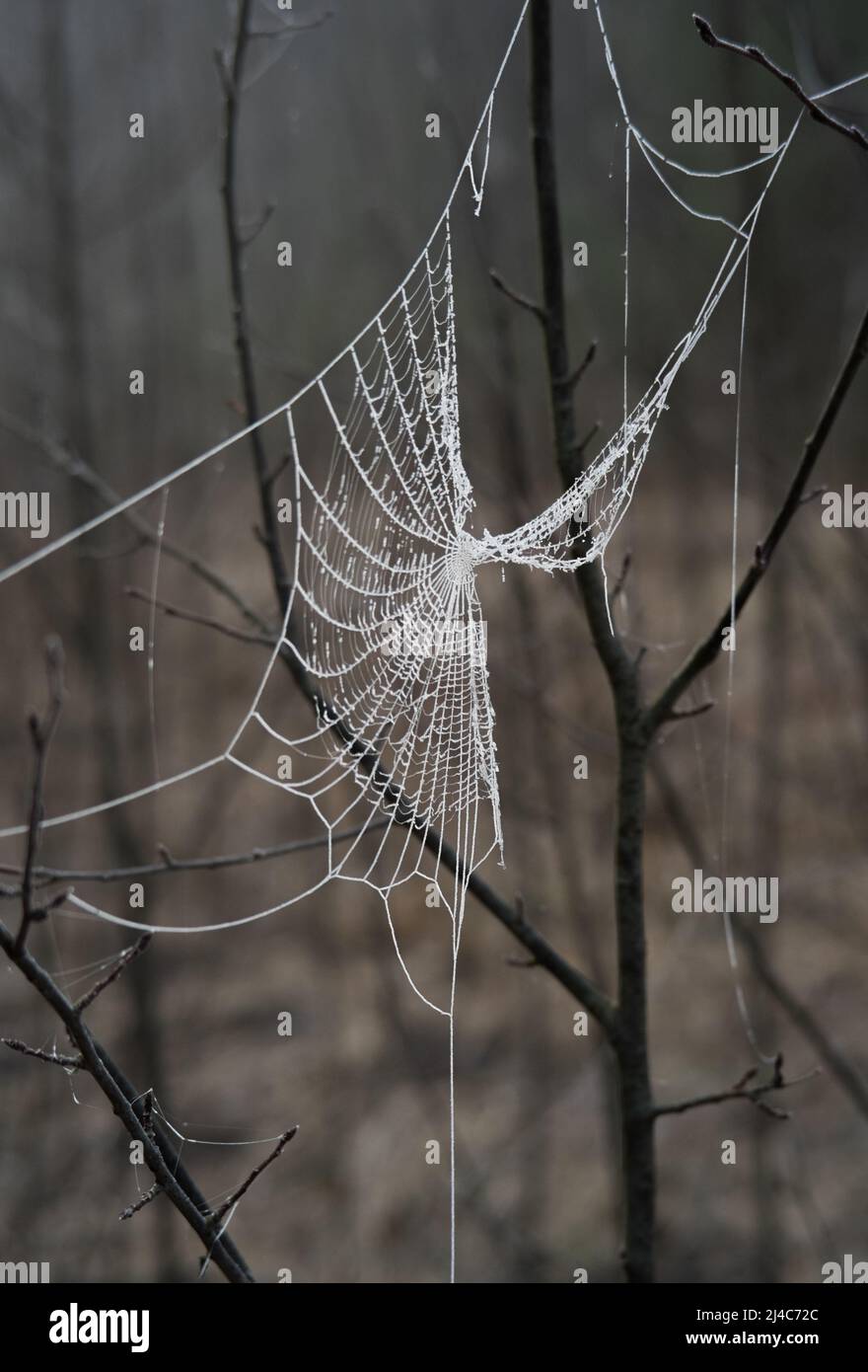 A broken spider web on dark branches covered with frost on a cold morning with brown dry grass background Stock Photo