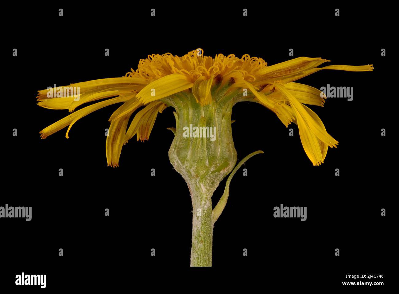 Viper's Grass (Scorzonera humilis). Flowering Capitulum Closeup Stock Photo
