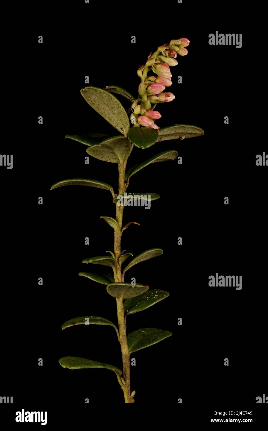 Cowberry (Vaccinium vitis-idaea). Plant Before Anthesis Stock Photo