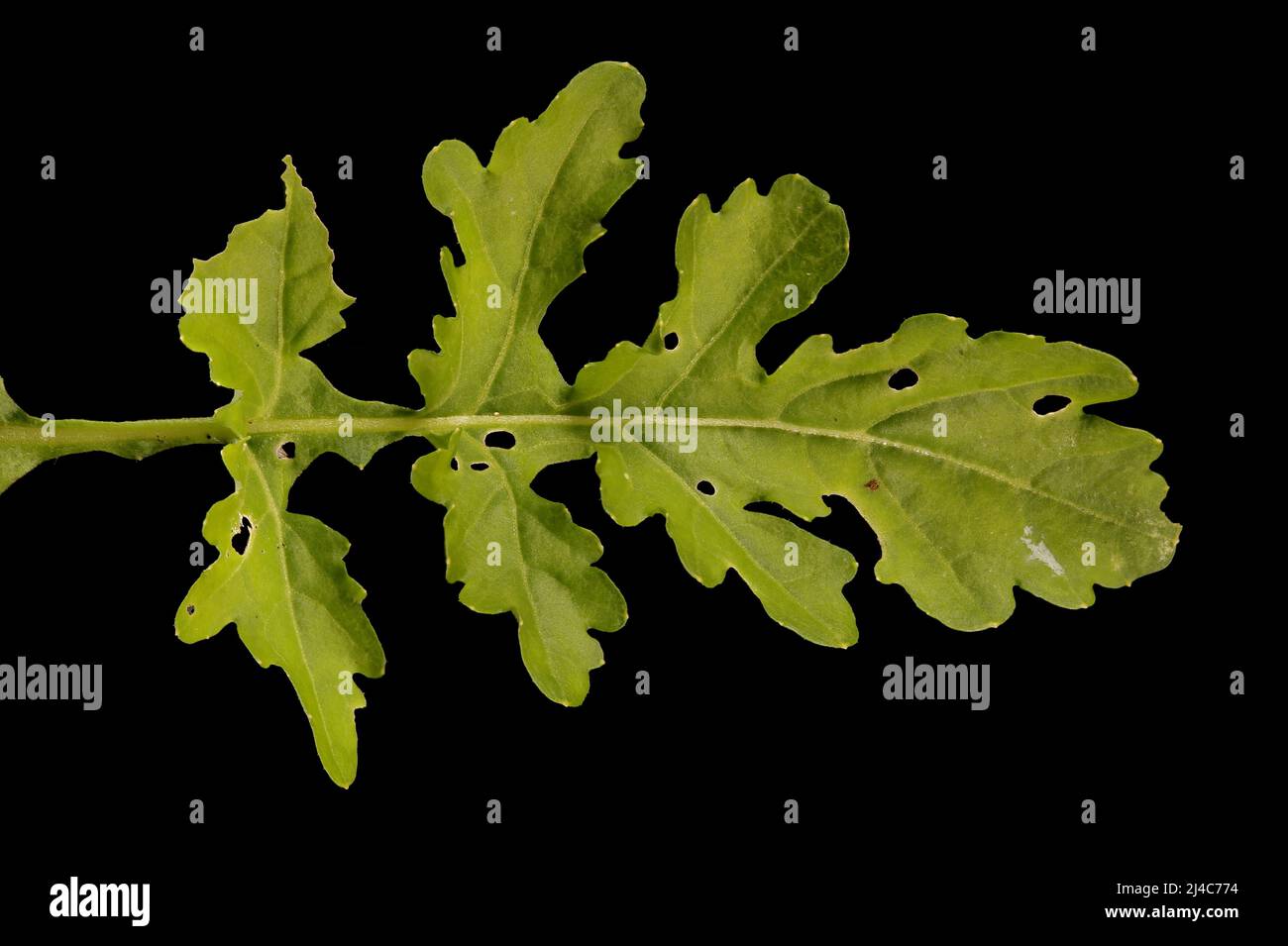 Marsh Yellow-Cress (Rorippa palustris). Leaf Closeup Stock Photo