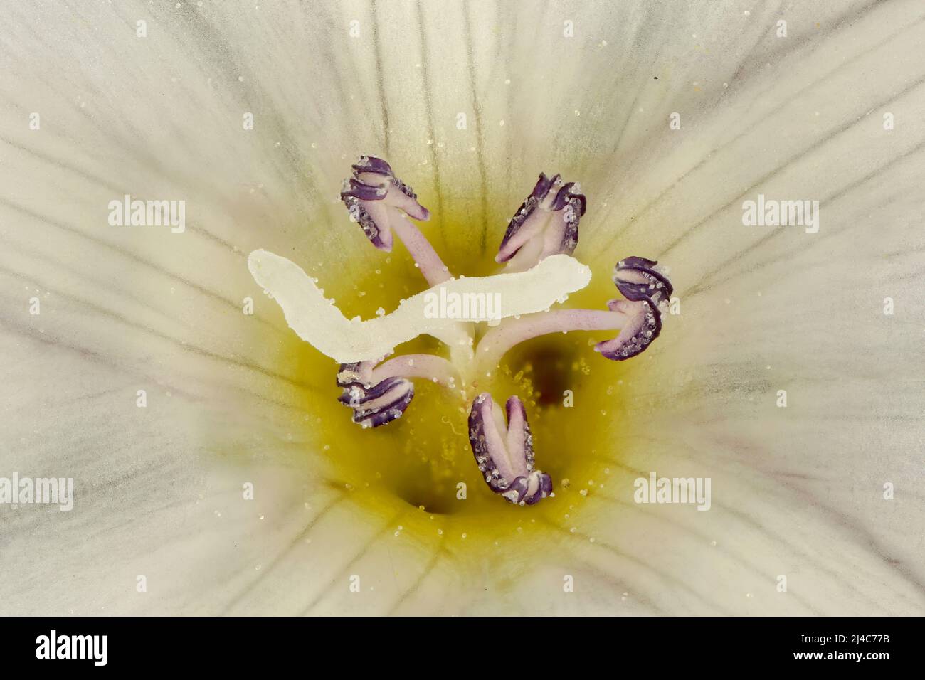 Field Bindweed (Convolvulus arvensis). Pistil and Stamens Closeup Stock Photo