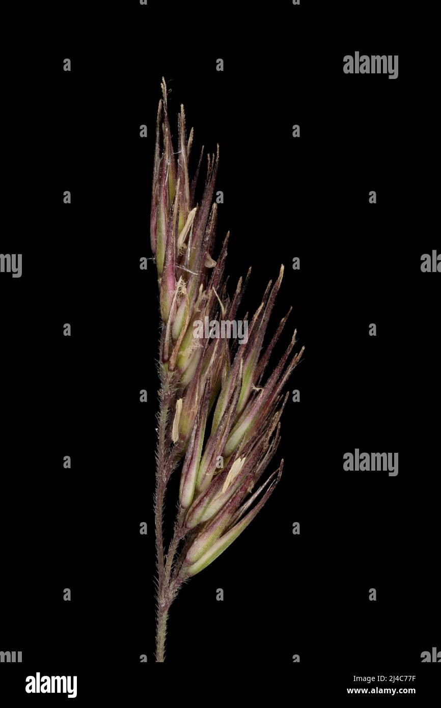Wood Smallreed (Calamagrostis epigejos). Inflorescence Detail Closeup Stock Photo