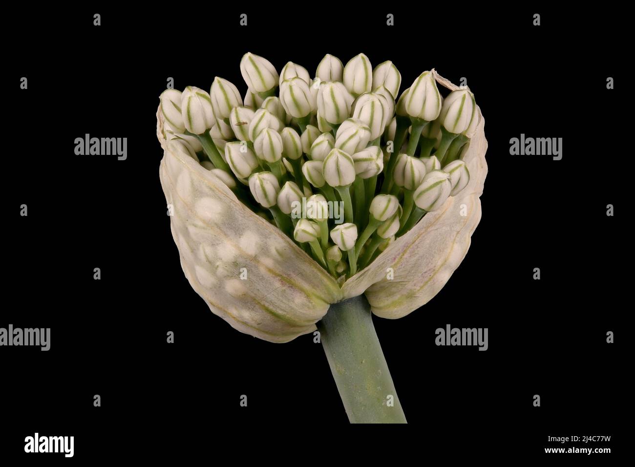 Onion (Allium cepa). Inflorescence Closeup Stock Photo