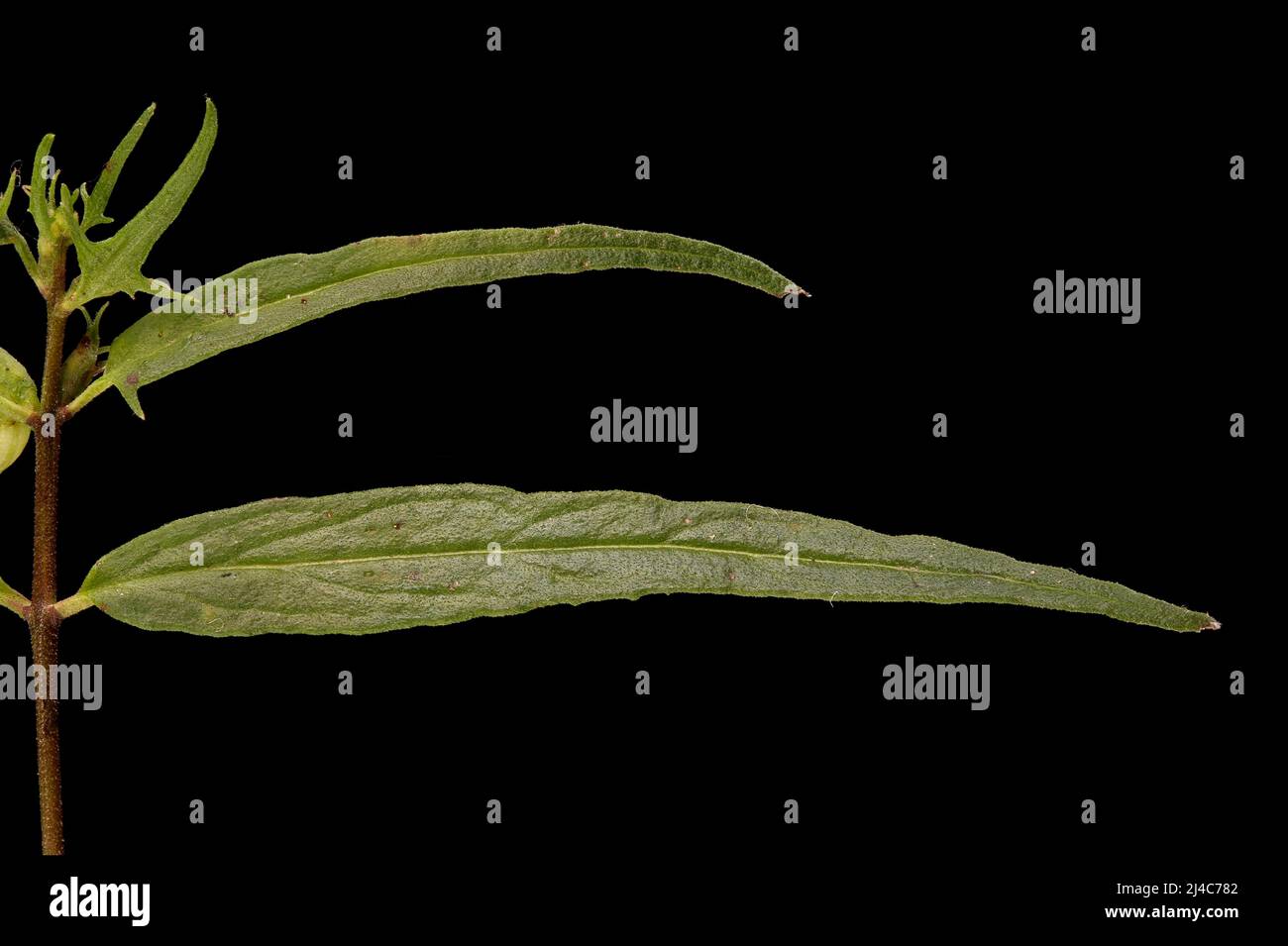 Common Cow-Wheat (Melampyrum pratense). Leaves Closeup Stock Photo