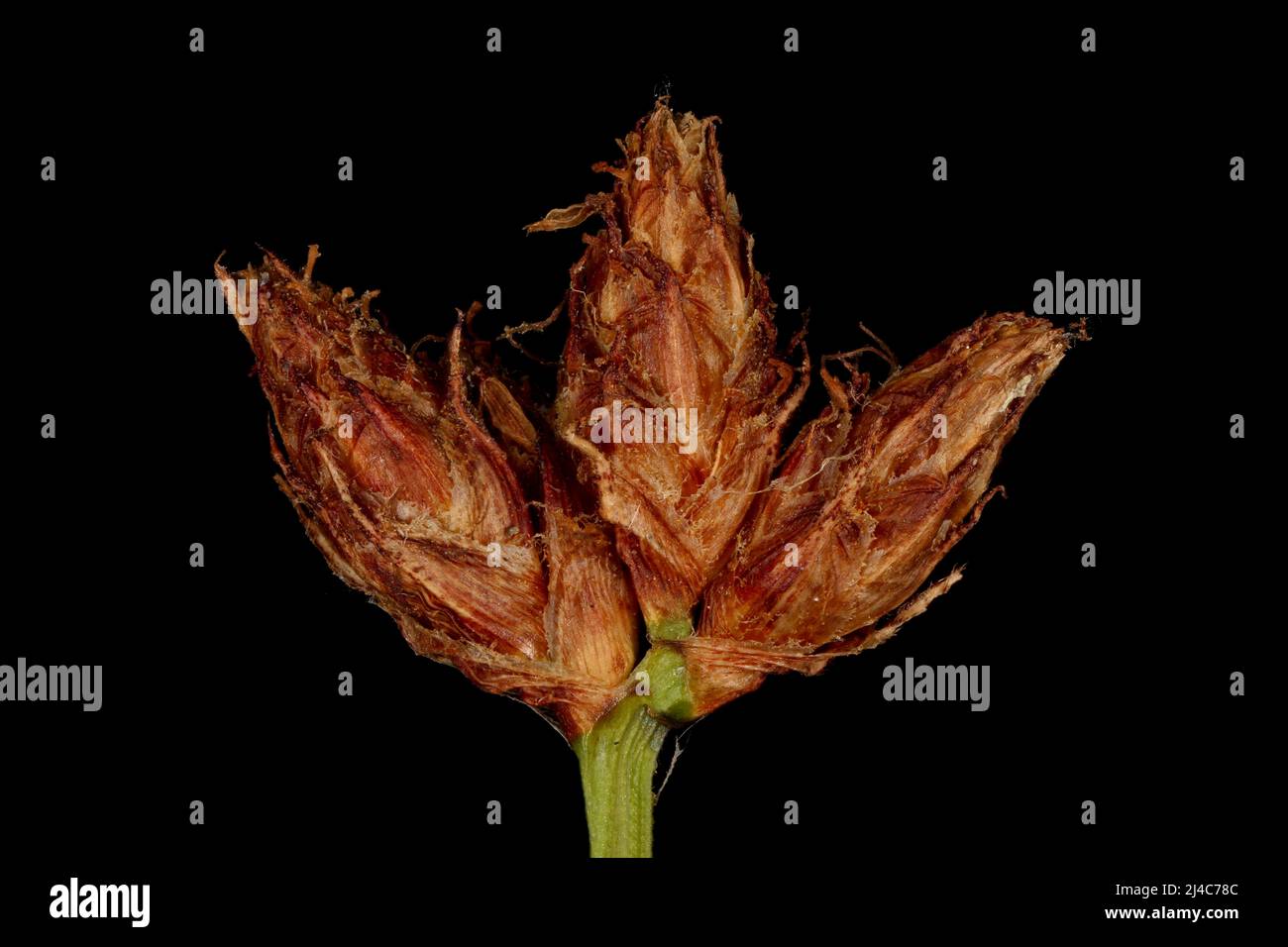 Common Club-Rush (Schoenoplectus lacustris). Infructescence Detail Closeup Stock Photo