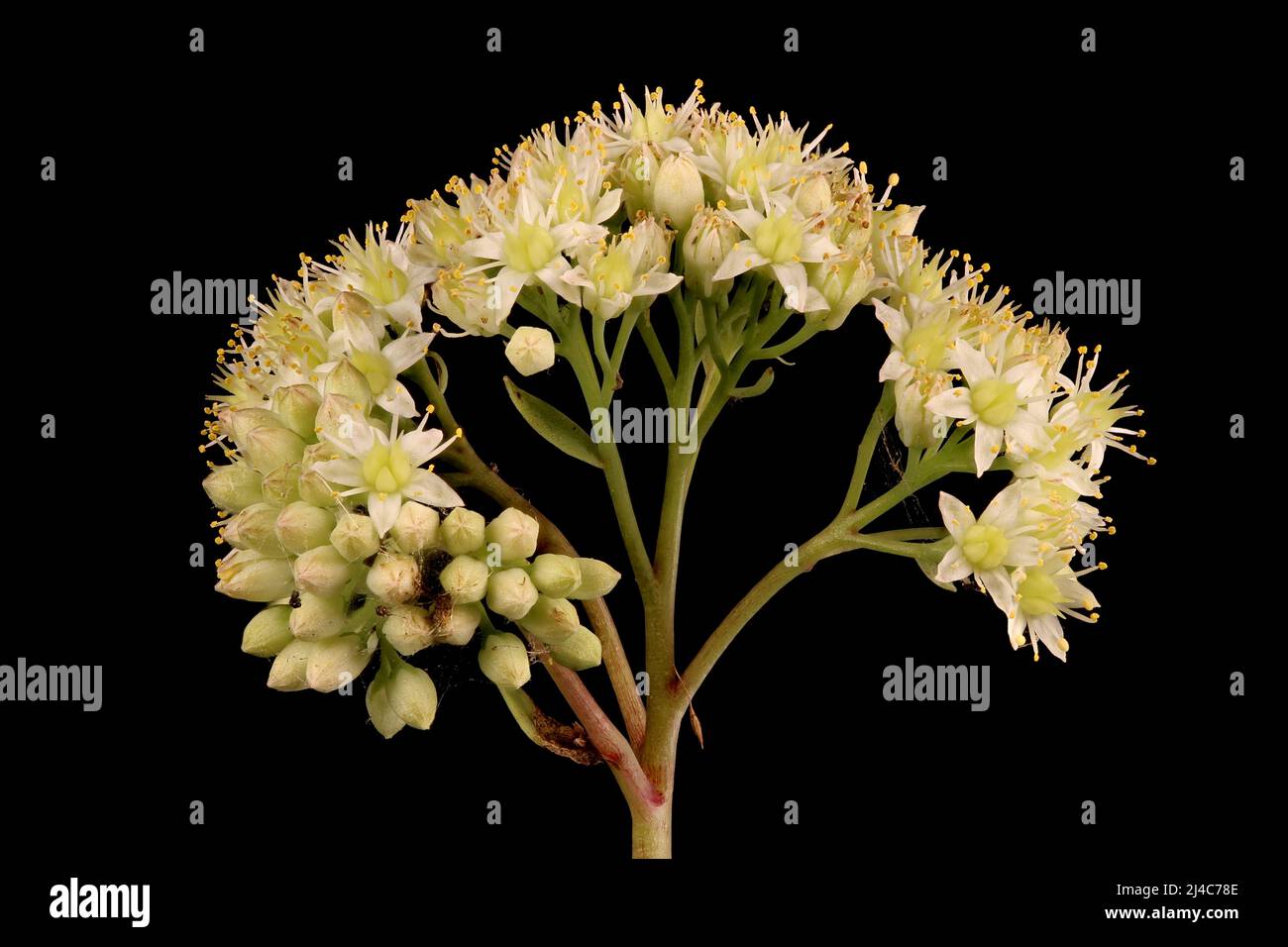 Grand Stonecrop (Hylotelephium maximum). Inflorescence Closeup Stock Photo