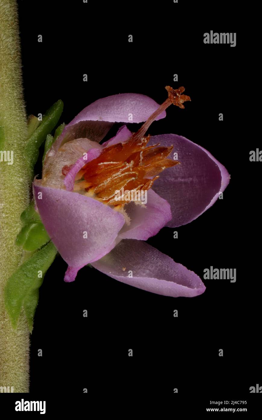 Common Heather (Calluna vulgaris). Flower Closeup Stock Photo