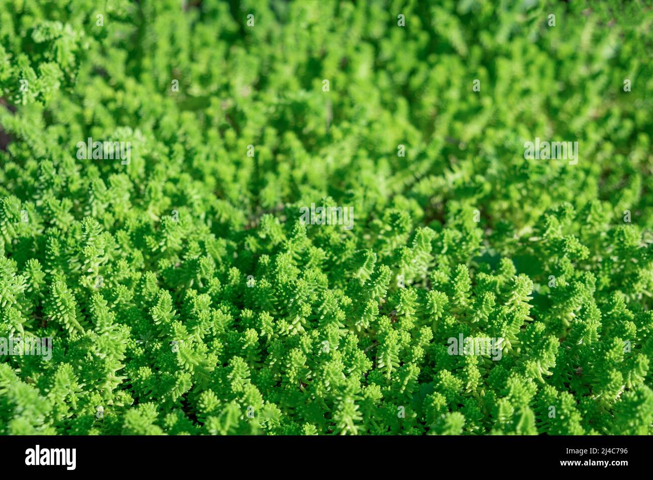 Full Frame Green plant periwinkle, leaves foliage nature background ...