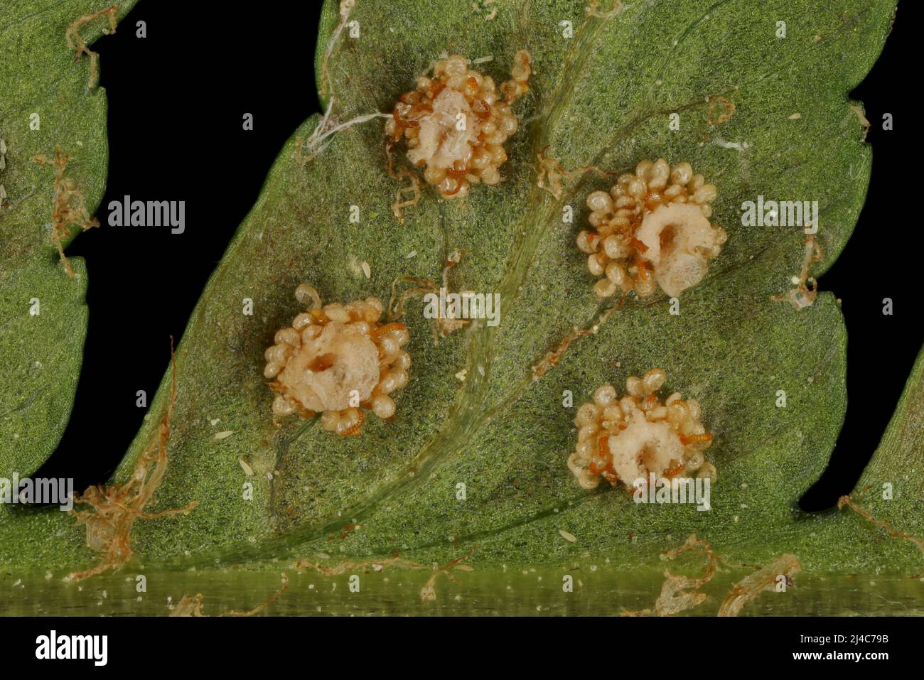 Male Fern (Dryopteris filix-mas). Indusiate Sori Closeup Stock Photo