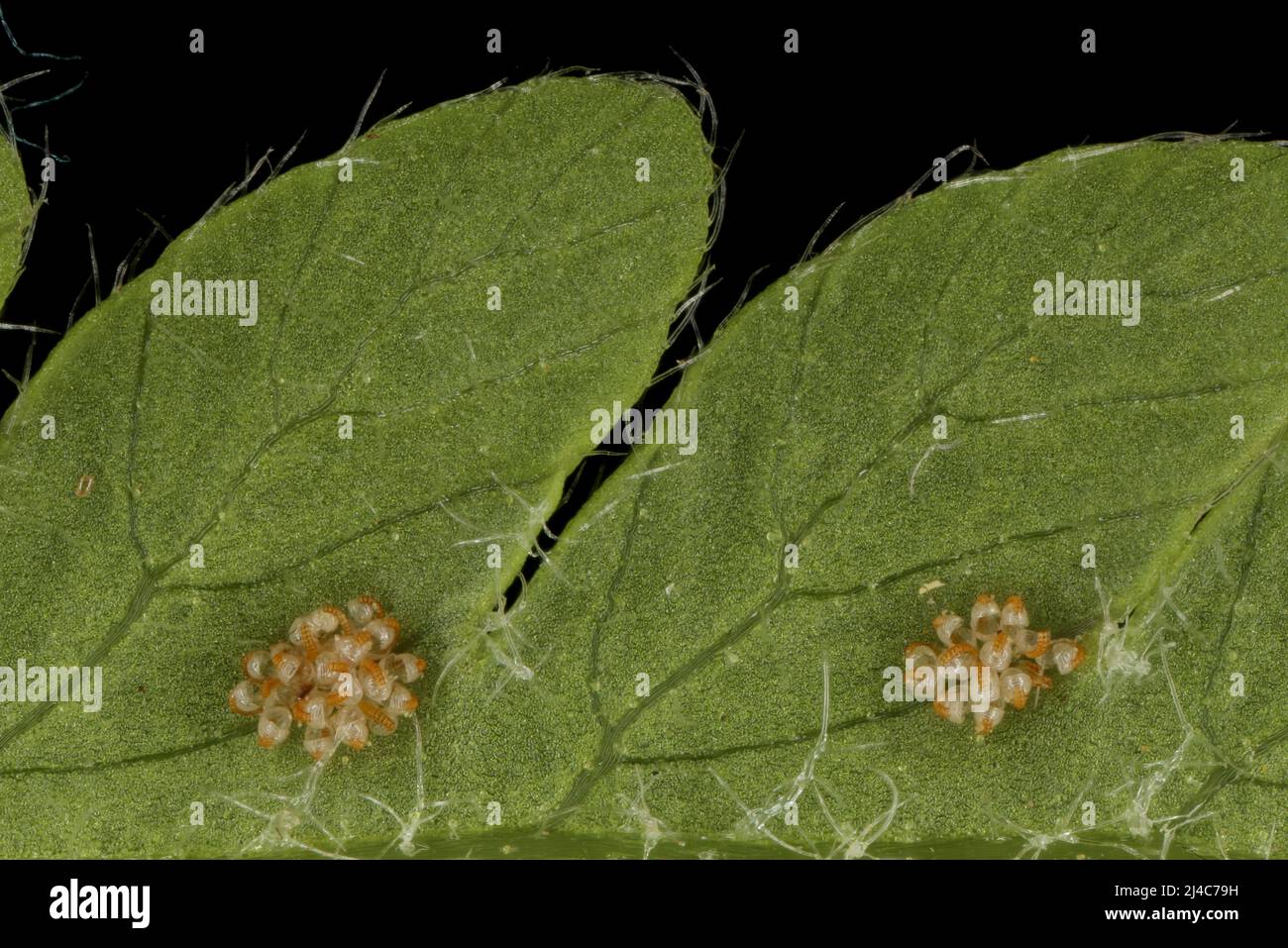 Long Beech Fern (Phegopteris connectilis). Exindusiate Sori Closeup Stock Photo